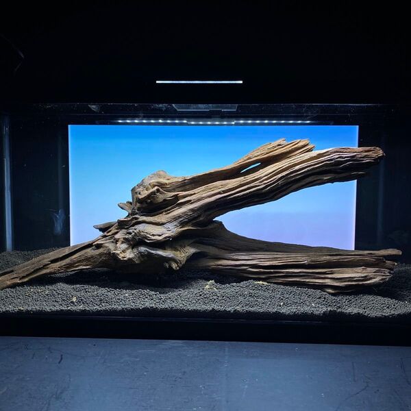 MRW-6334特大自立赤系流木 1点物 自立流木 90cm水槽用
