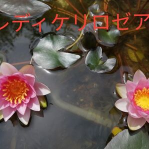 レディケリ ロゼア 小株 姫睡蓮 1株 耐寒性睡蓮 ヒメスイレン 5