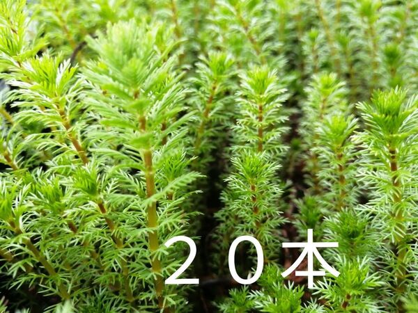 オレンジミリオフィラム 20本 水上葉 無農薬