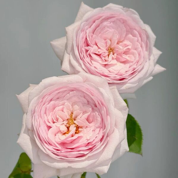 バラ苗 薄ピンク イングリッシュローズ 薔薇レア バラ苗