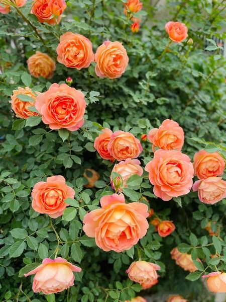 オレンジ 薔薇 つるバラ苗 イングリッシュローズ 人気 レア