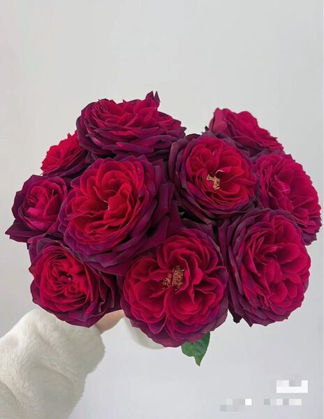 赤黒 black caviar レア バラ苗 四季咲き 薔薇