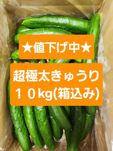 【超極太きゅうり10kg】☆