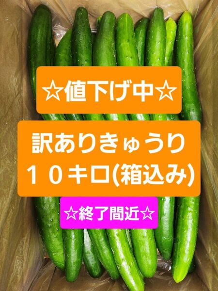 【訳ありきゅうり10kg】農家直送!新鮮キュウリ