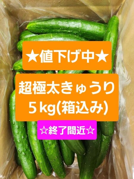【超極太きゅうり5kg】☆