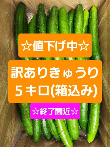 【訳ありきゅうり5kg】農家直送!新鮮キュウリ
