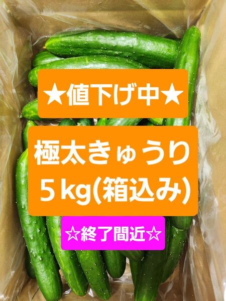 【極太きゅうり5kg】☆