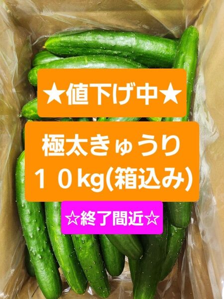 【極太きゅうり10kg】