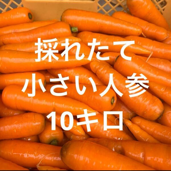 採れたて人参Sサイズ