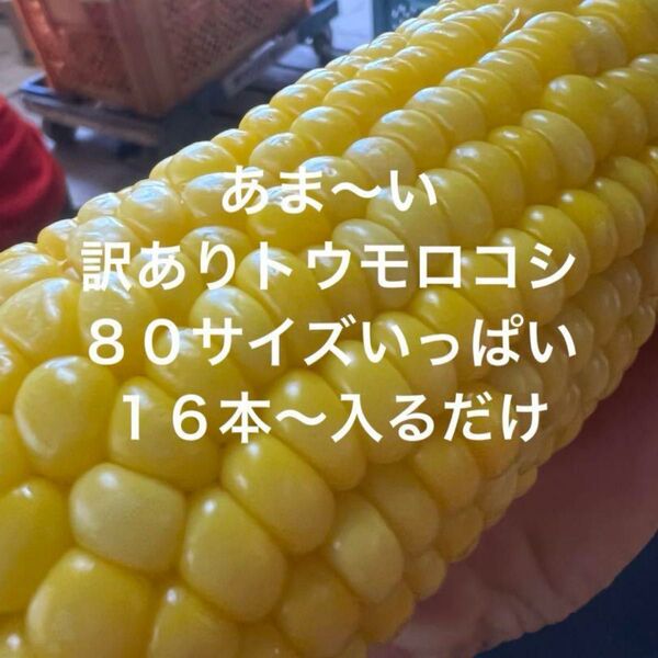 訳ありトウモロコシ