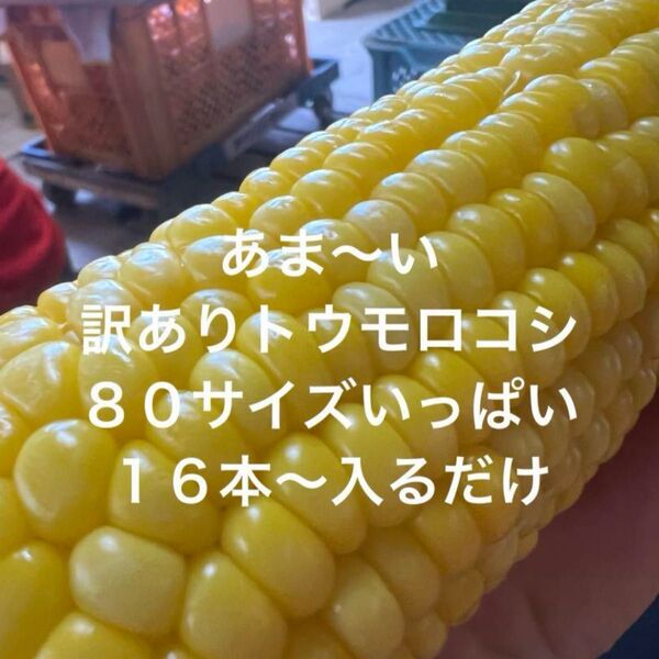 訳ありトウモロコシ