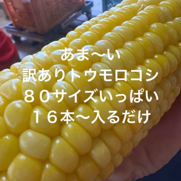 訳ありトウモロコシ