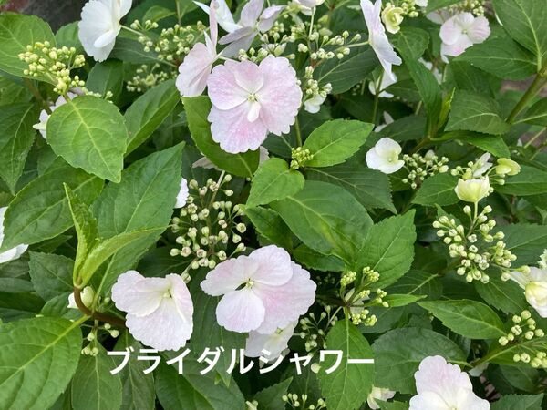 ラグランジア アジサイ 紫陽花 挿し穂 6本 ネコポス