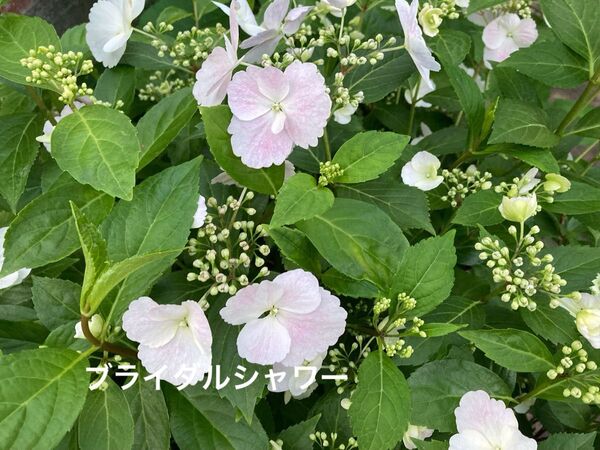 ラグランジア アジサイ 紫陽花 挿し穂 6本 ネコポス