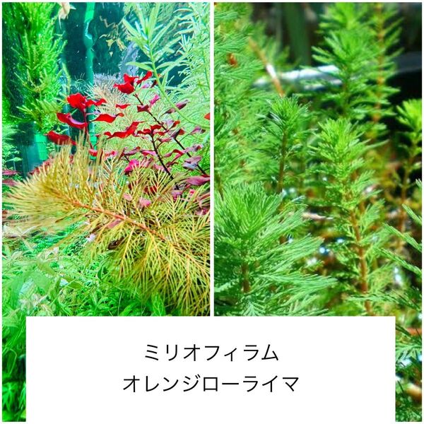 オレンジ・ミリオフィラム【水上葉】25本
