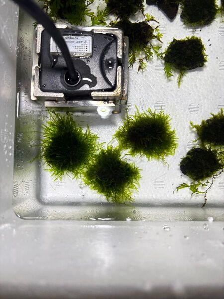 スパイキーモス 石付き 3個 黒溶岩個 水中葉 エビ