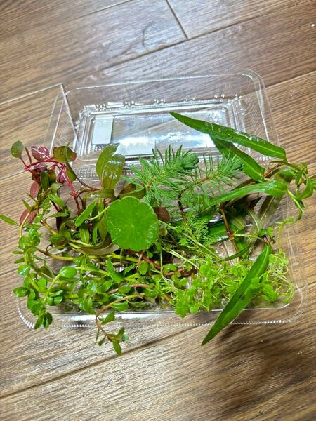 ビオトープ用水草 50本以上 水上葉 無農薬 水草セット メダカ
