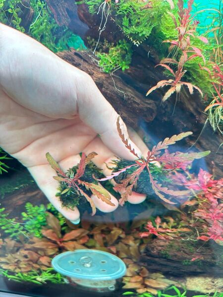ハイグロフィラピンナティフィダ レッドXサムライモス 石付き 2個 黒溶岩個 無農薬