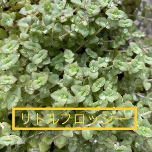 セダム リトルフロッジー 詰め合わせ 多肉植物