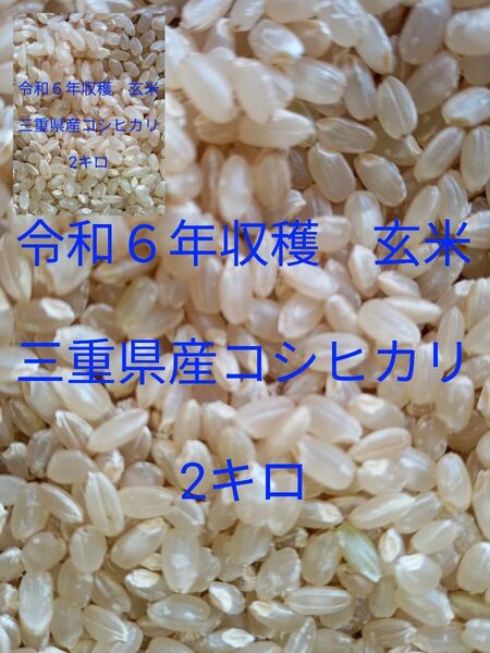 三重県産コシヒカリ令和6年収穫