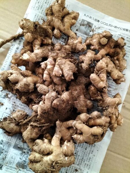 種生姜 生姜種芋1kg