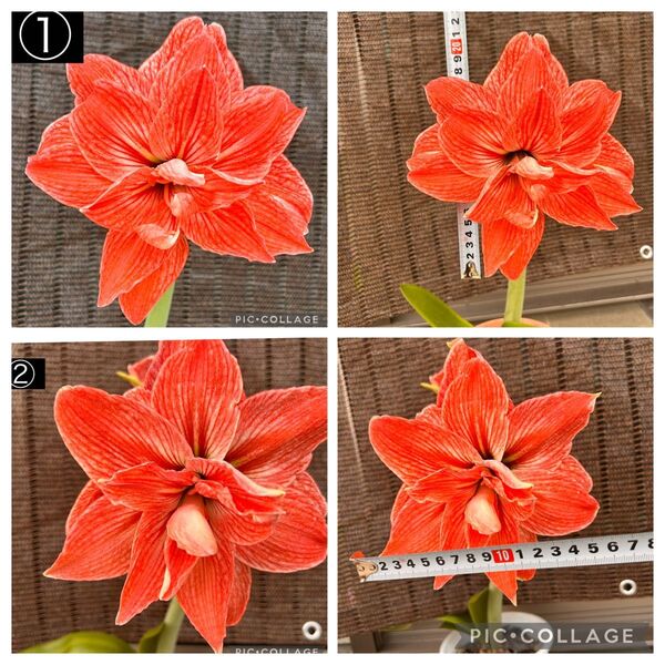八重咲き アマリリス オレンジ 球根 2個