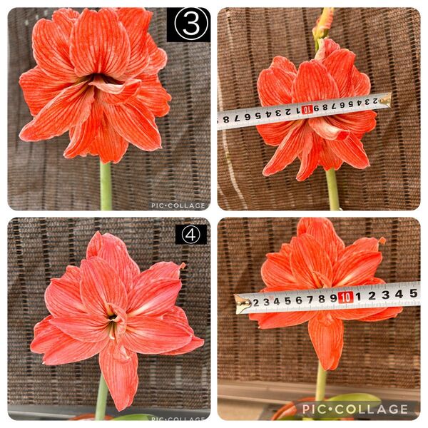 八重咲き オレンジ アマリリス 球根 2個