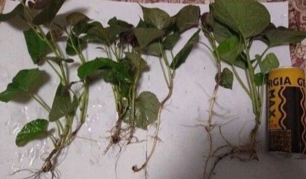 さつまいも 安納芋 消毒済 苗 10本