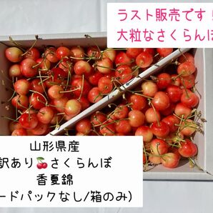 【ラスト】さくらんぼ(香夏錦/訳あり/800g+おまけ/バラ詰め)明日の10時で締め切り