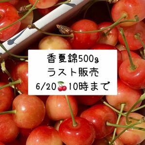 【ラスト】さくらんぼ(香夏錦/訳あり/500g+おまけ/バラ詰め)