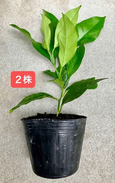 【今が定植適期】レモン苗 2株 品種:リスボン 挿木苗 ポットごと