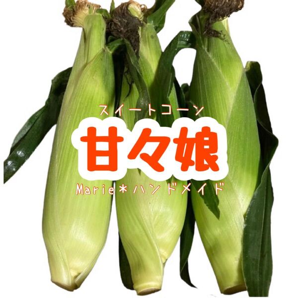 甘々娘 3本 宅急便コンパクト スイートコーン とうもろこし 産地直送 期間限定