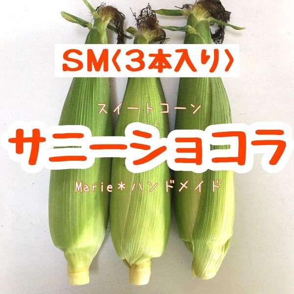 SM〈3本/900g〉サニーショコラ 宅急便コンパクト スイートコーン とうもろこし 産地直送