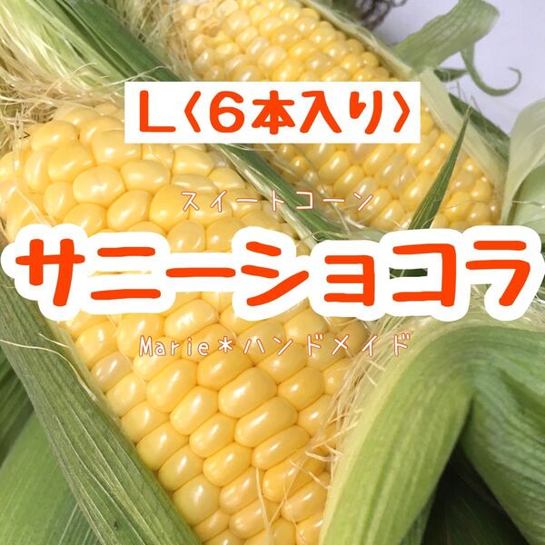 L〈6本/2,050g〉サニーショコラ スイートコーン とうもろこし 産地直送