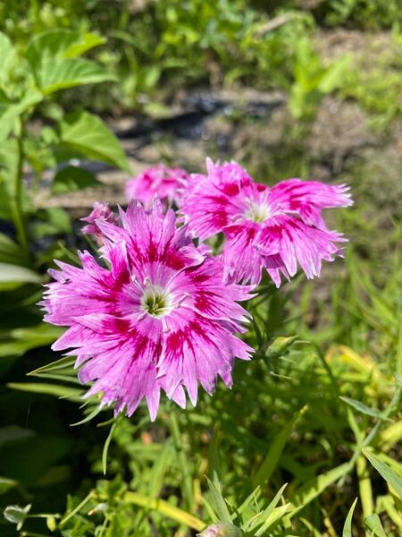 タツタナデシコ 抜き苗 3本