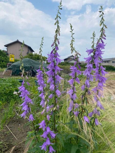 ハタザオキキョウ 山野草 2苗