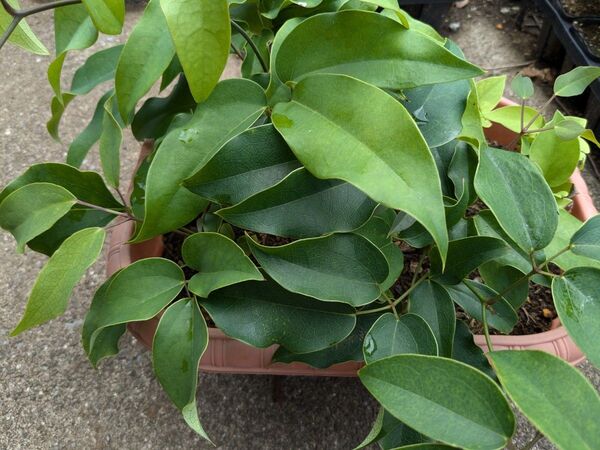 ムベ苗木 2本 トキワアケビ 不老長寿 無農薬