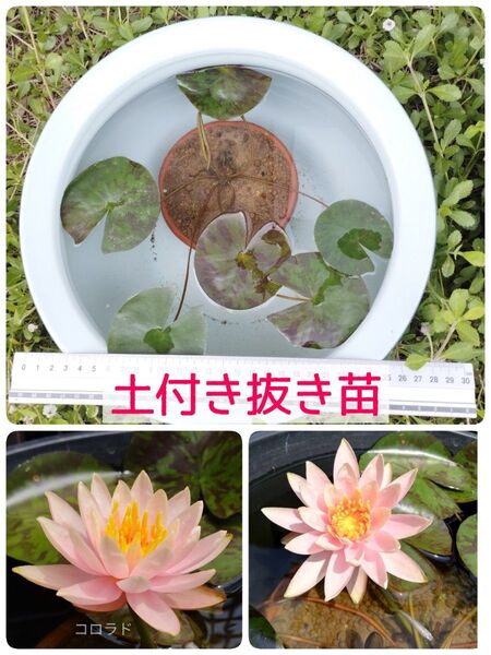 【温帯睡蓮】コロラド ”土付き抜き苗” 根へのダメージを抑え、成長を止めません! ビオトープやメダカなどに 温帯スイレン
