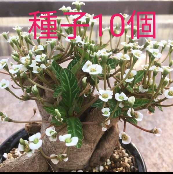 ユーフォルビア スパンリンギー 種子10個