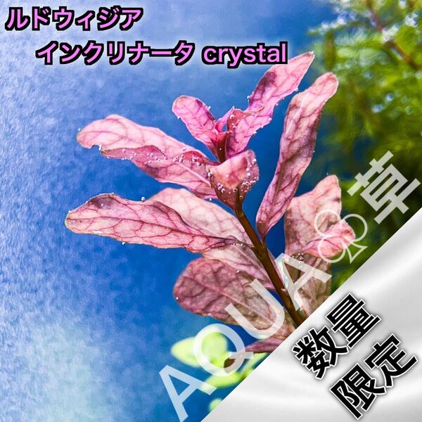 【超希少】ルドウィジア インクリナータ crystal 1本5cm~ 水中葉