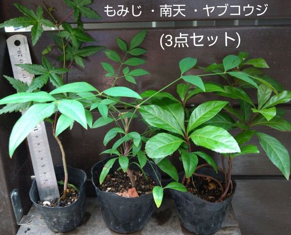 もみじ 他 3点セット