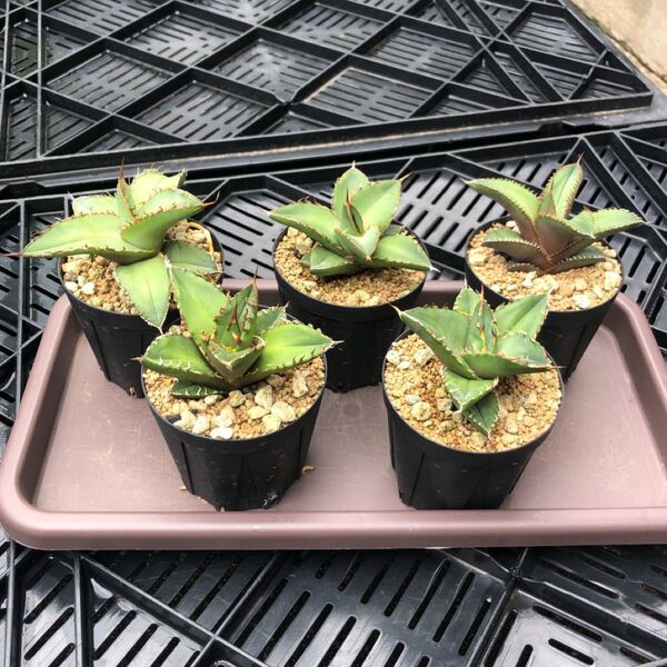 オアハカ産種子 アガベ オテロイ 実生 5株セット agave チタノタ