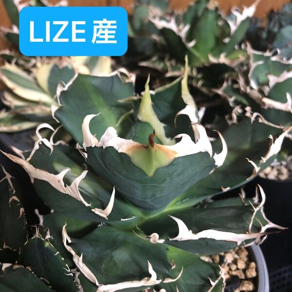 lize産 アガベ チタノタ 鬼爪 子株 ghost claw オテロイ 雪峰 Agave titanota ランナー