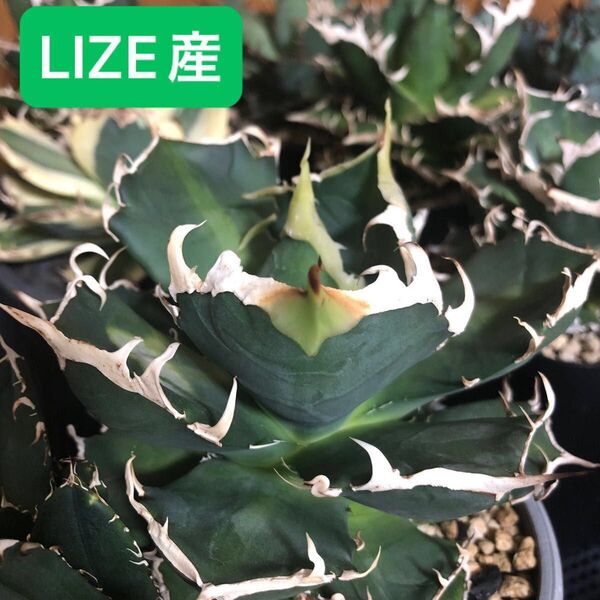 lize産 アガベ チタノタ 鬼爪 子株 ghost claw オテロイ 雪峰 agave titanota