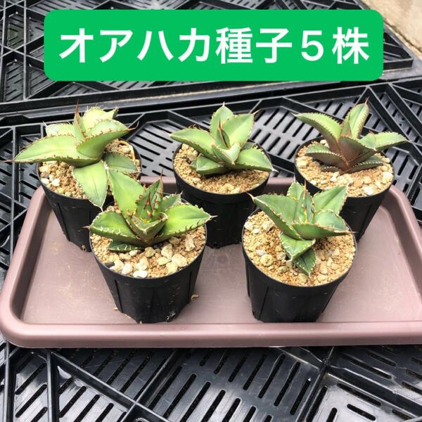 オアハカ産種子 アガベ オテロイ 実生 5株セット agave チタノタ