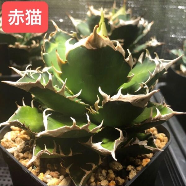 アガベ チタノタ レッドキャットウィーズル 胴切りの地 子株3個以上付き ゴリ猫 agave titanota