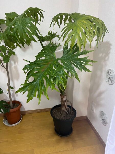 観葉植物 セローム 125cm 大型 グリーン 緑 植物