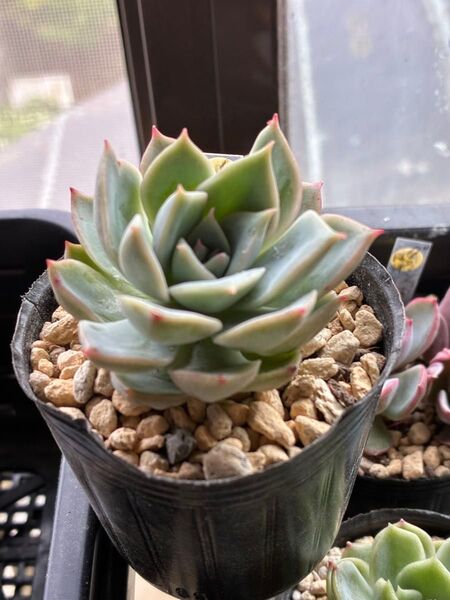 白牡丹×相府蓮 多肉植物 エケベリア
