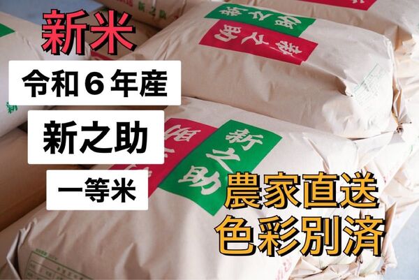 令和6年産 新潟ブランド米 新之助30kg ★農家直送★色彩選別済