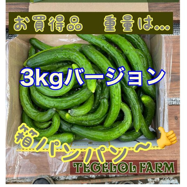 キュウリ 3kg スマイル品 食べる美容液 サラダ 漬物用にも!